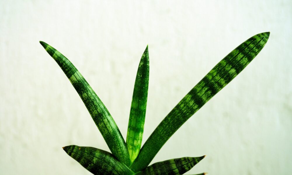 îngrijire Sansevieria