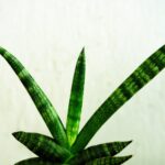îngrijire Sansevieria