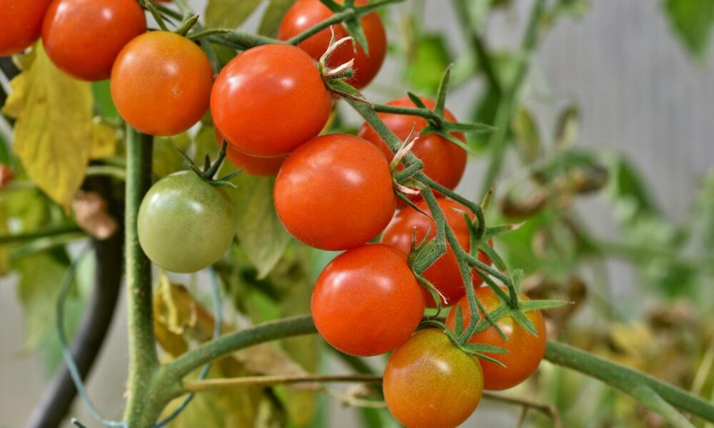 cultivarea roșiilor în ghiveci